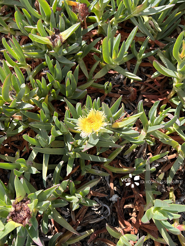 盛开的黄色海冰花及特写图片素材