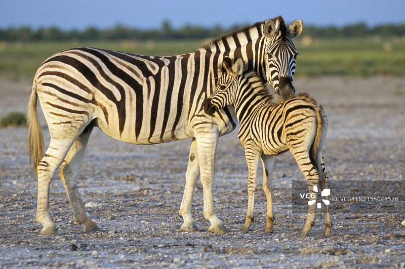 纳米比亚埃托沙国家公园的布切尔斑马和幼崽图片素材