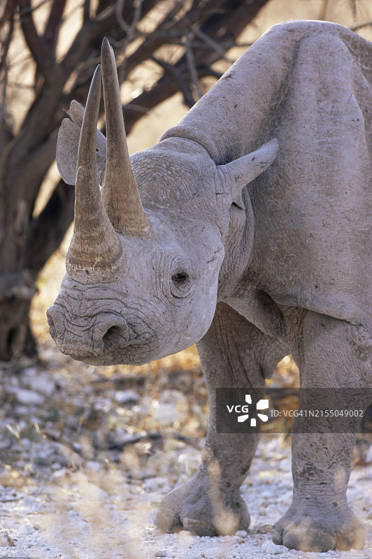 非洲纳米比亚埃托沙的黑犀牛图片素材