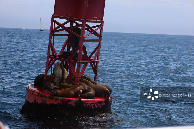 海狮趴在美国加利福尼亚州红色浮标上图片素材