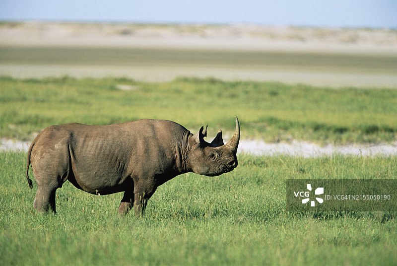 非洲纳米比亚埃托沙国家公园内的黑犀牛图片素材