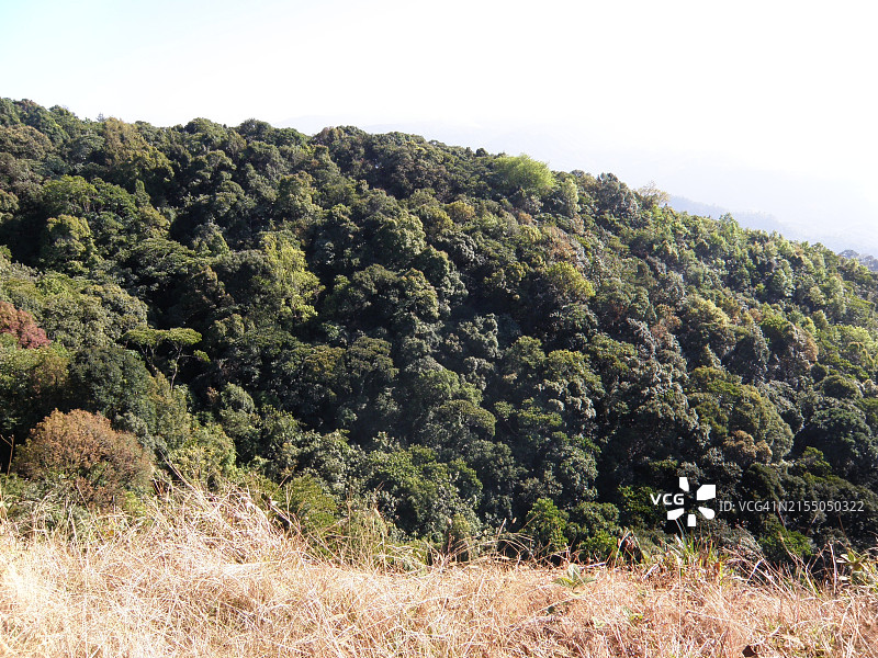 印度米佐拉姆邦西亚尔苏克村的森林保护区图片素材