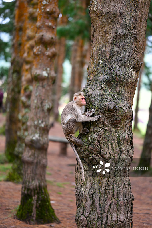 印度泰米尔纳德邦乌蒂，树干上的小猴子特写图片素材