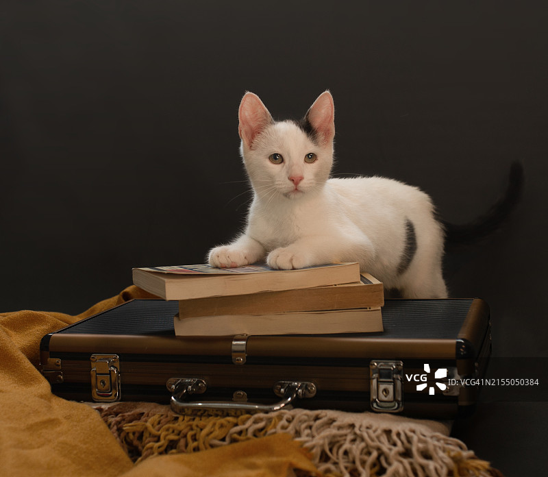 坐在书本和盒子上的可爱小猫的特写，黑色背景图片素材