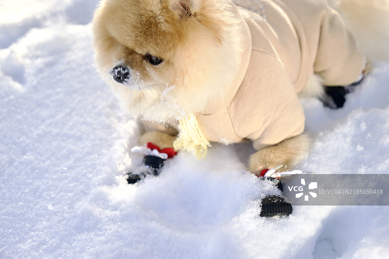 穿着冬装的博美犬在雪地里的肖像图片素材