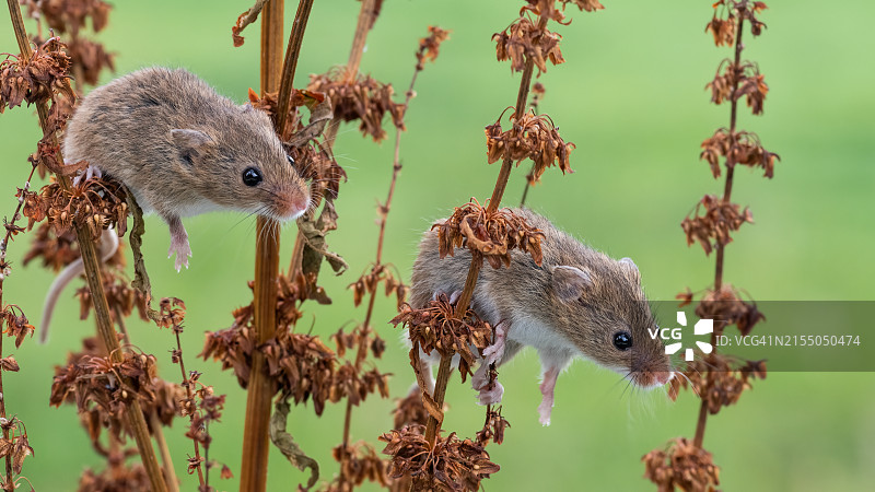田野里吃植物的田鼠特写图片素材