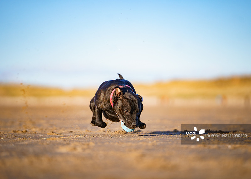 低角度拍摄：小狗在英国兰开夏郡的沙滩上奔跑图片素材