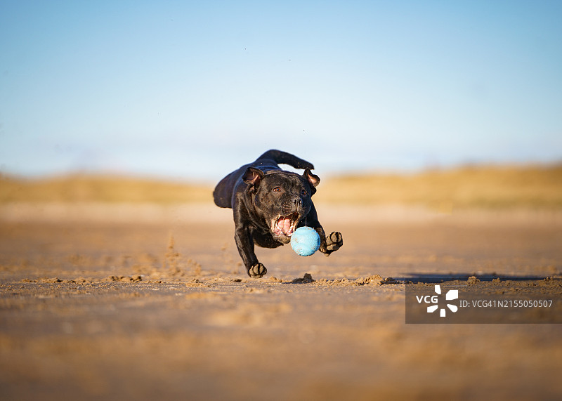 低角度拍摄：小狗在英国兰开夏郡的沙滩上奔跑图片素材