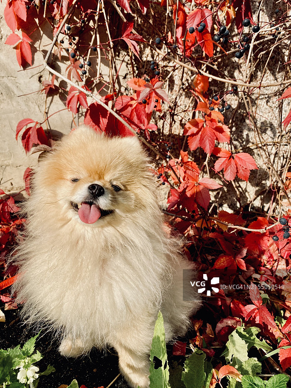 雪地上的博美犬肖像图片素材