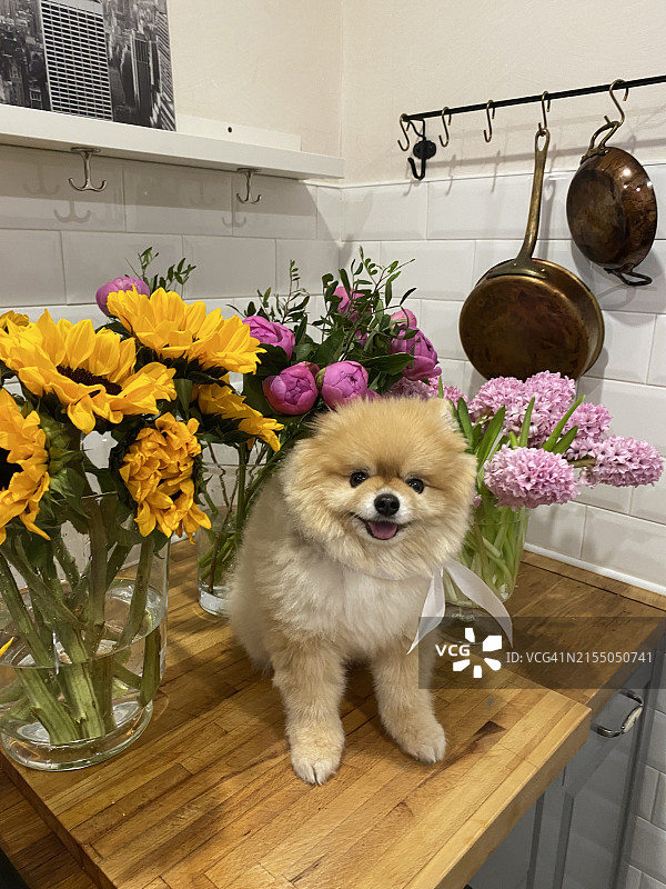 狗狗坐在花店的木桌旁图片素材