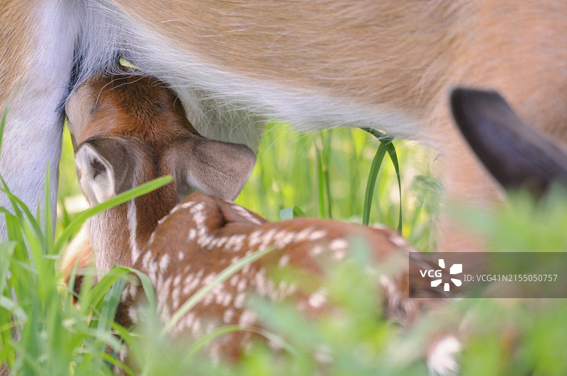 草地上白尾小鹿依偎在母亲身边特写图片素材