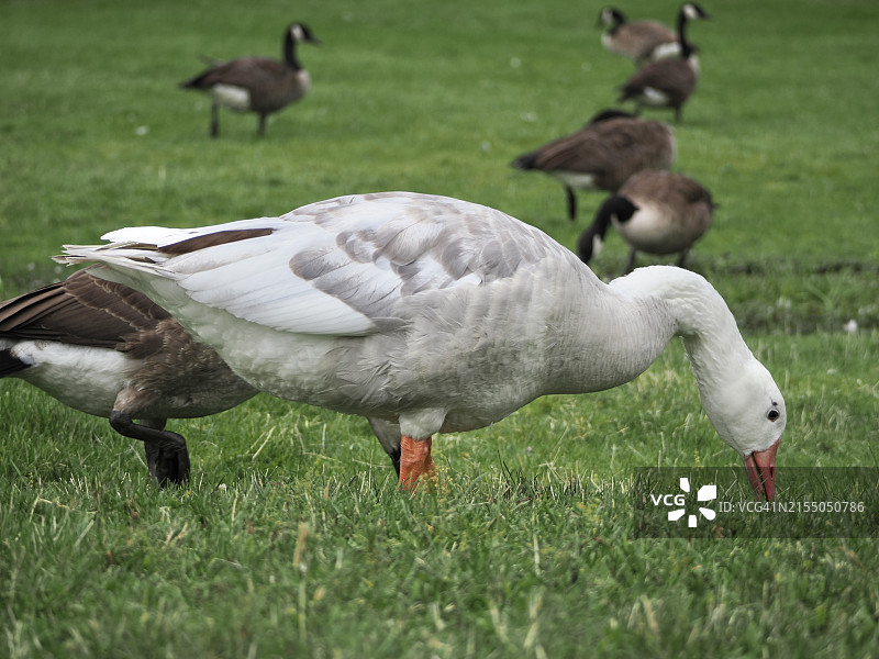 在草地上吃草的鹅侧视图（美国马萨诸塞州韦尔斯利山）图片素材