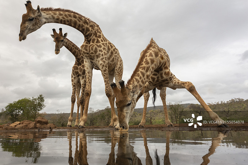 长颈鹿在南非夸祖鲁-纳塔尔省津曼加私人禁猎区饮水图片素材