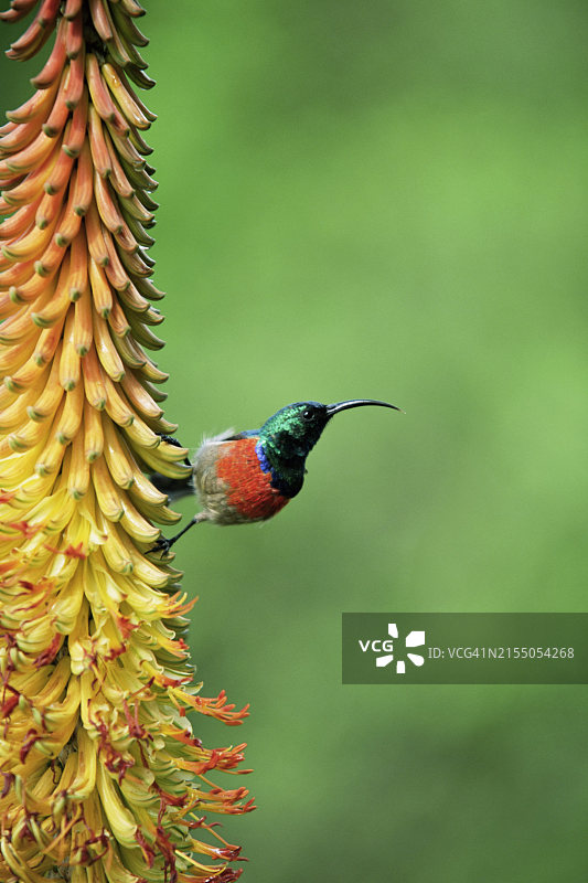 双领太阳鸟图片素材