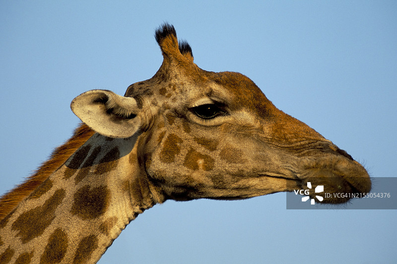 非洲南部的长颈鹿头部图片素材