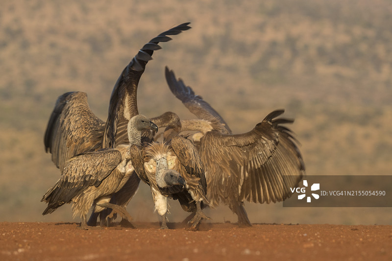 白背兀鹫争夺食物，位于南非夸祖鲁-纳塔尔省Zimanga私人狩猎保护区图片素材