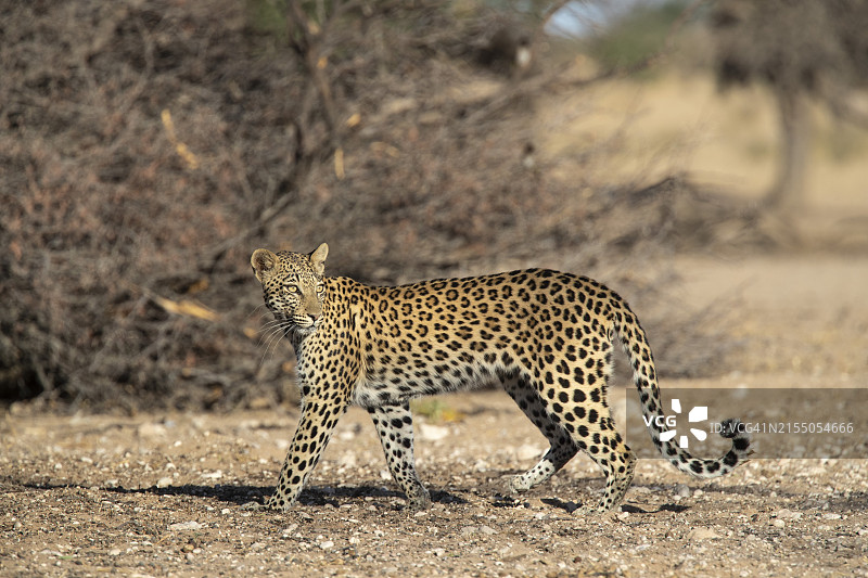 非洲南非卡拉哈迪跨国公园雌性豹图片素材