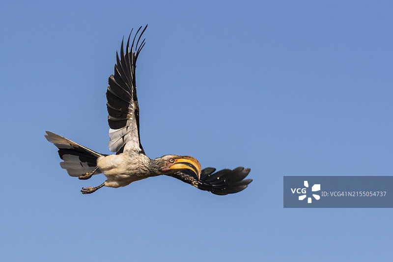 南非津曼加禁猎区，飞行中的南方黄嘴犀鸟图片素材