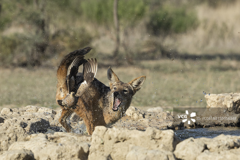 黑背胡狼捕食猎物图片素材