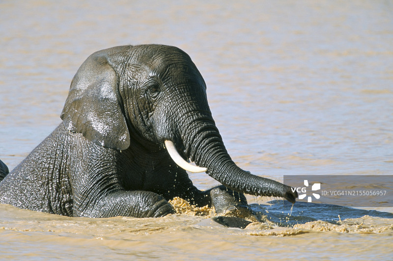 非洲象（非洲象）沐浴，阿多国家公园，南非，非洲图片素材