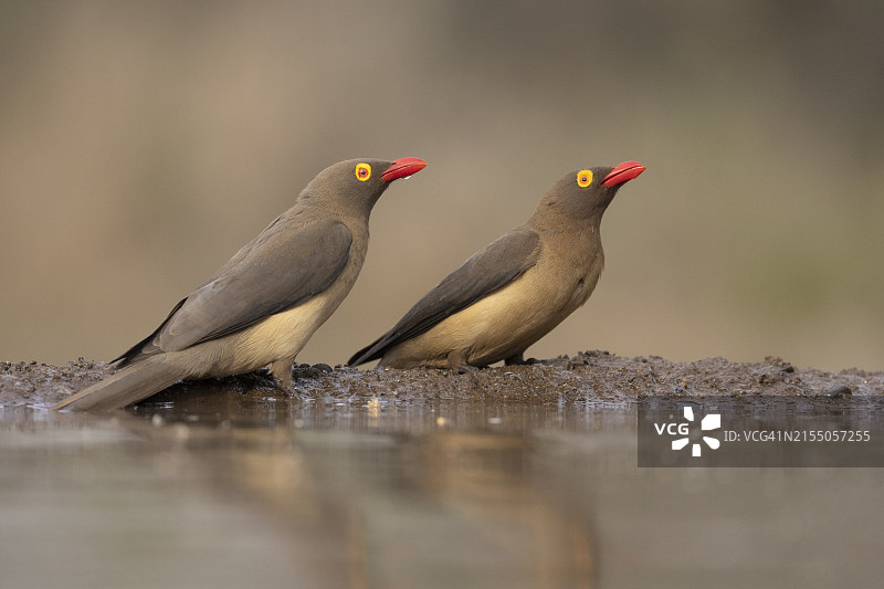红嘴牛椋鸟，津曼加禁猎区，南非图片素材