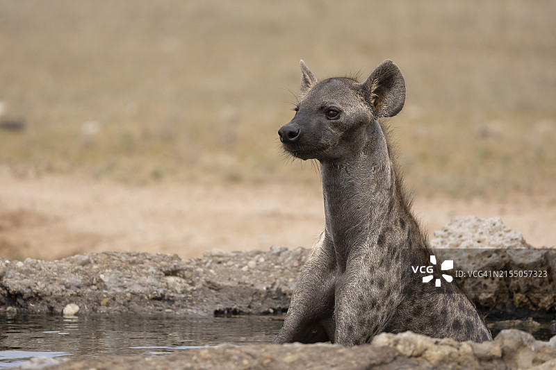 斑鬣狗在南非卡拉哈迪跨境公园降温图片素材