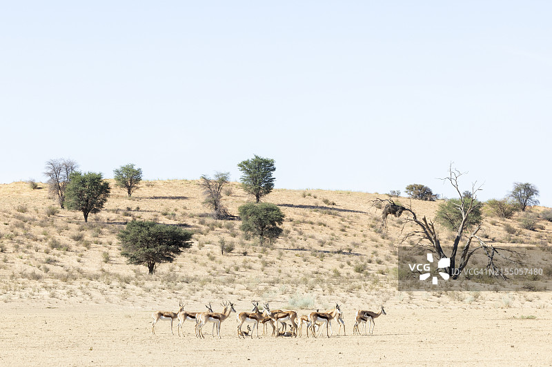 南非北开普省卡拉哈迪跨境公园的跳羚图片素材