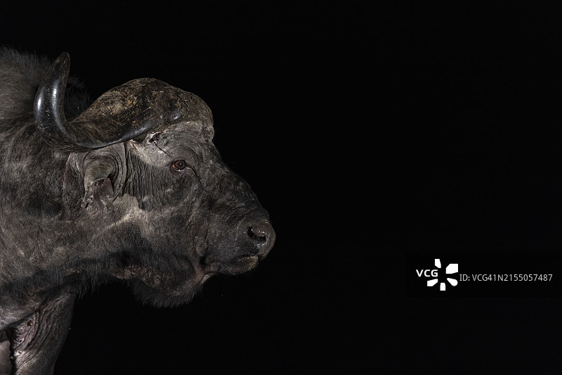 非洲水牛公牛，南非图片素材