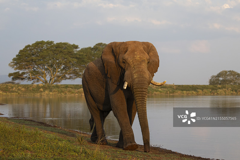 南非津曼加私人禁猎区里的非洲象图片素材