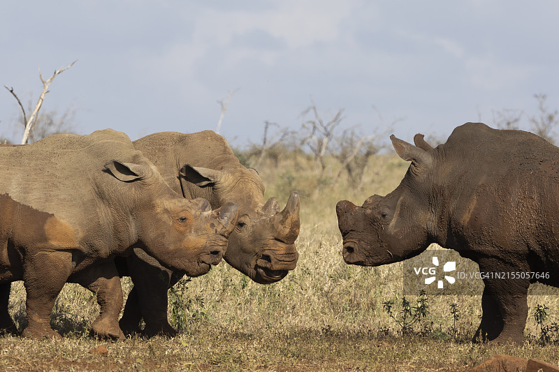 白犀牛争斗场景，南非图片素材