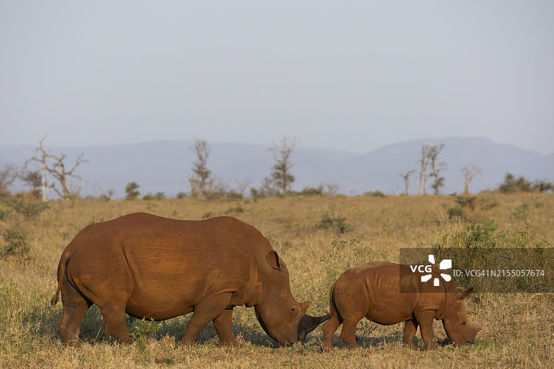 南非夸祖鲁-纳塔尔省Zimanga私人禁猎区中的白色犀牛（白犀牛）与幼崽图片素材