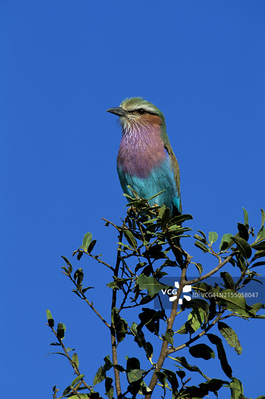 紫胸佛法僧，克鲁格国家公园，南非，非洲图片素材