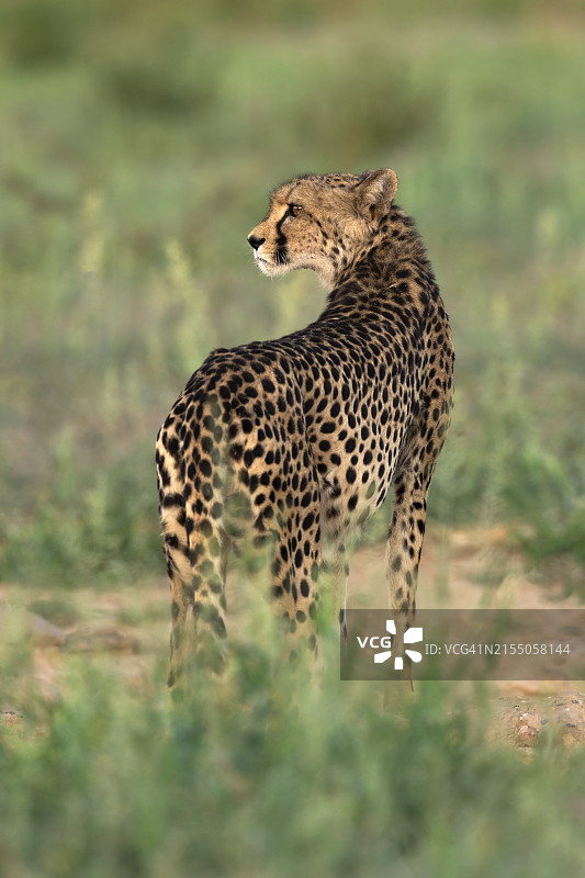 猎豹（Acinonyx jubatus），卡格拉格帝跨国公园，南非北开普省图片素材