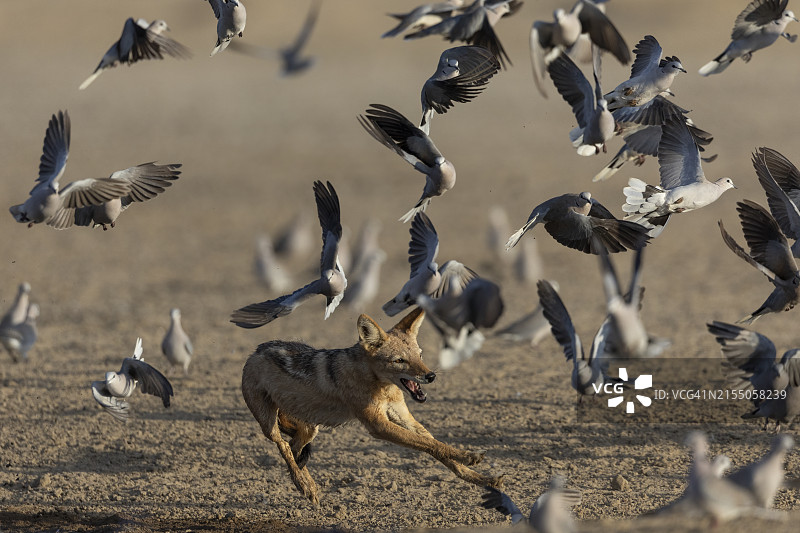 南非北部开普敦跨加拉加迪公园追逐环颈鸽的黑背胡狼图片素材