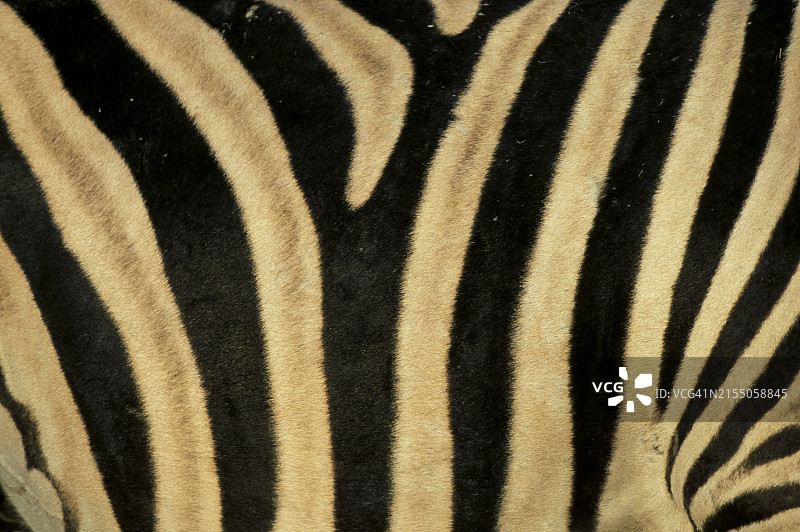 南非非洲斑马皮毛特写图片素材