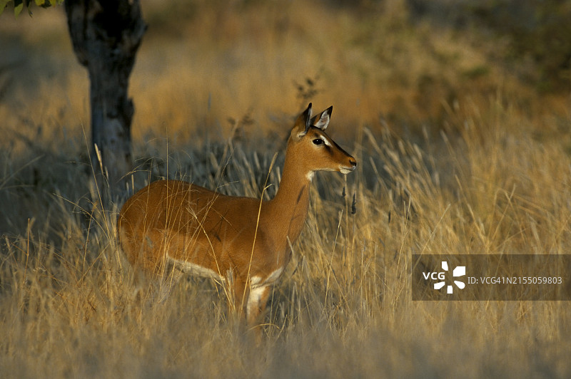 伊塔拉禁猎区的黑斑羚母羊（南非）图片素材