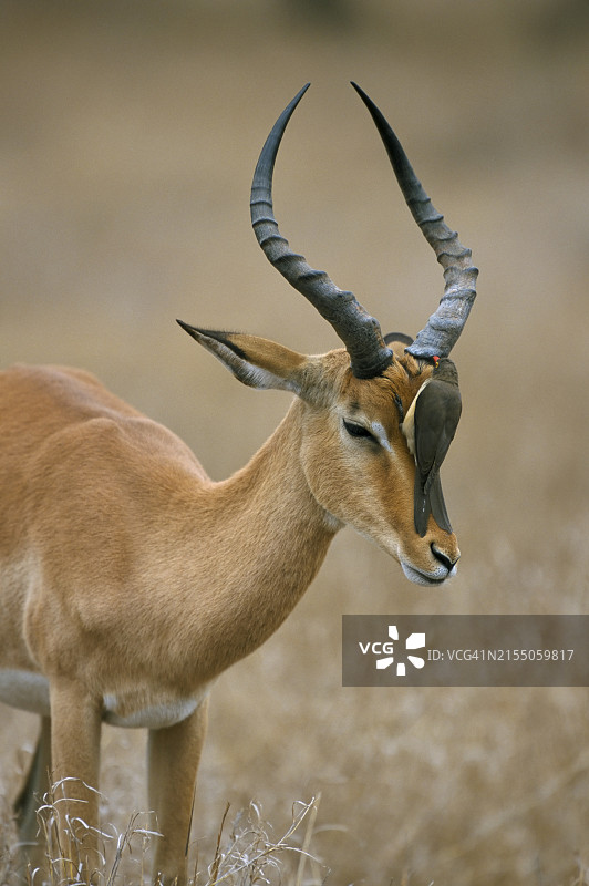红嘴牛椋鸟停留在黑斑羚上，克鲁格国家公园，南非图片素材