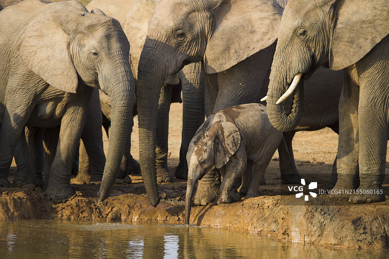非洲小象和象群在南非东开普省阿多大象国家公园的水源地图片素材