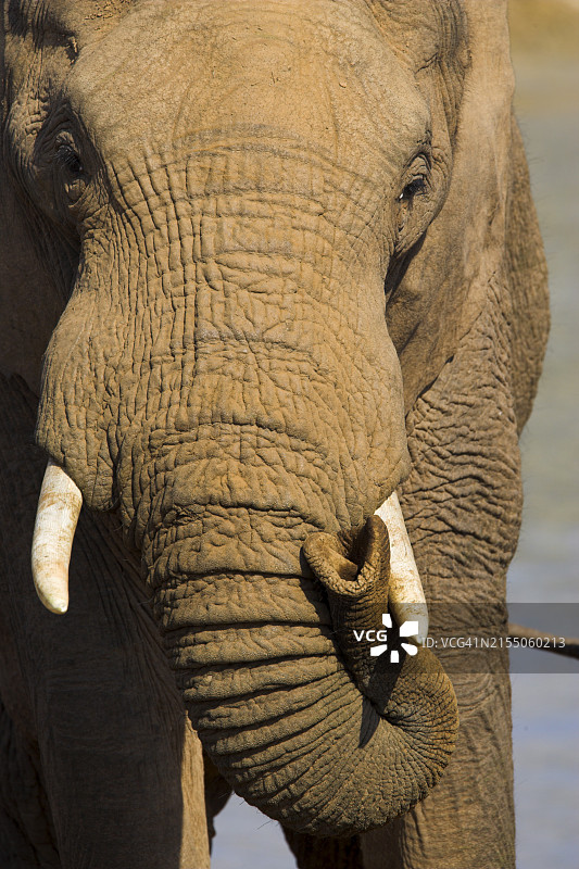 非洲象特写，南非东开普省阿多大象国家公园图片素材