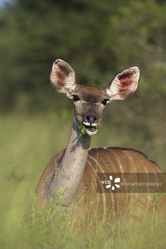 非洲南非克鲁格国家公园的雌性大捻角羚图片素材