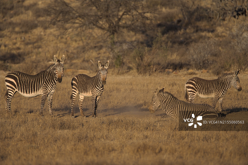 南非东开普山斑马国家公园的开普山斑马图片素材
