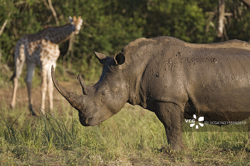 非洲南部的白犀牛图片素材