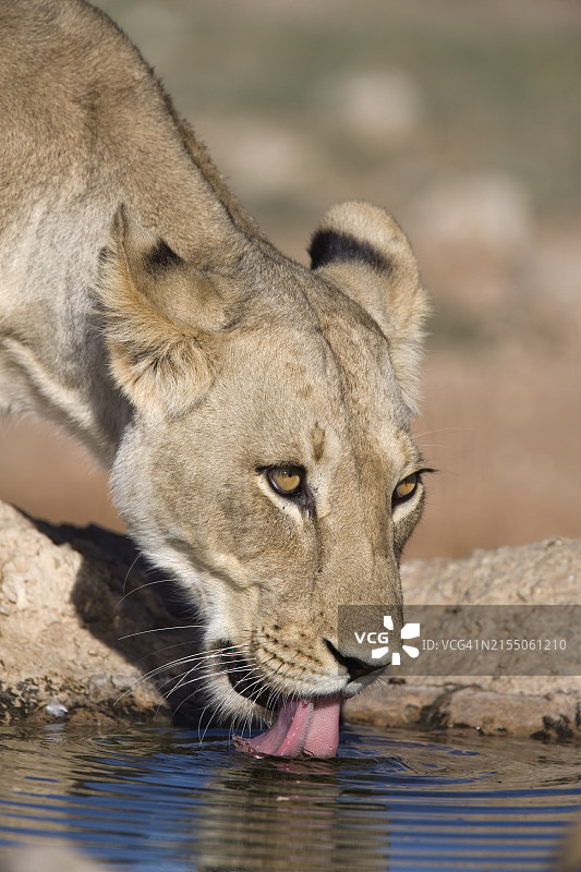 南非北开普省卡拉哈迪跨界公园母狮饮水图片素材