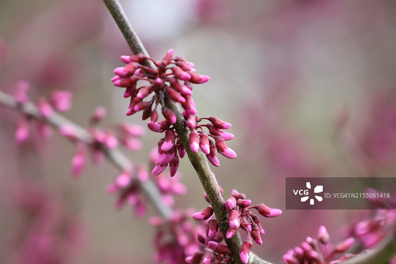 粉色樱花特写，莫里斯敦，新泽西州，美国图片素材