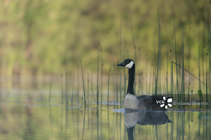 湖中加拿大黑雁的侧视图图片素材