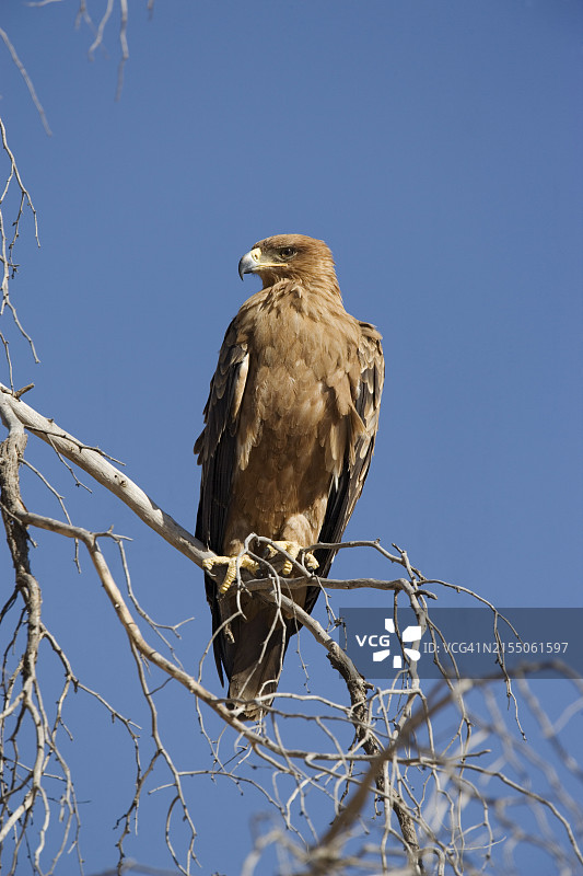 黄褐色老鹰，卡拉哈迪跨境公园，南非，非洲图片素材