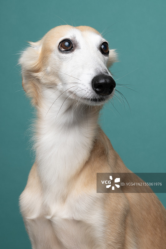 灰色猎犬的彩色背景特写图片素材