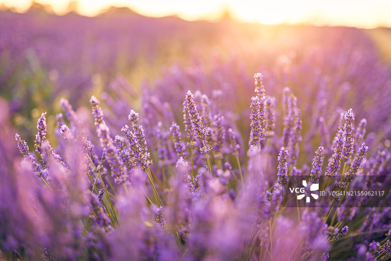 薰衣草花田特写图片素材