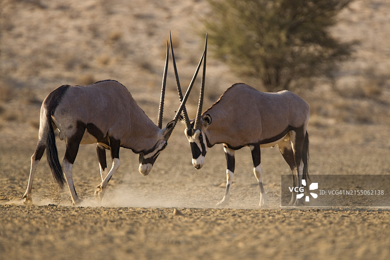 南非卡拉哈迪跨国境公园 Gemsbok 羚羊（Oryx gazella gazella）图片素材