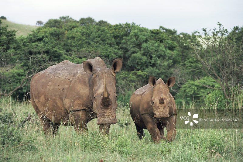 白犀牛母子，位于南非伊塔拉禁猎区图片素材